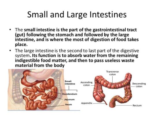 Digestion For Optimal Health – Virginia Rounds Griffiths – Happivize