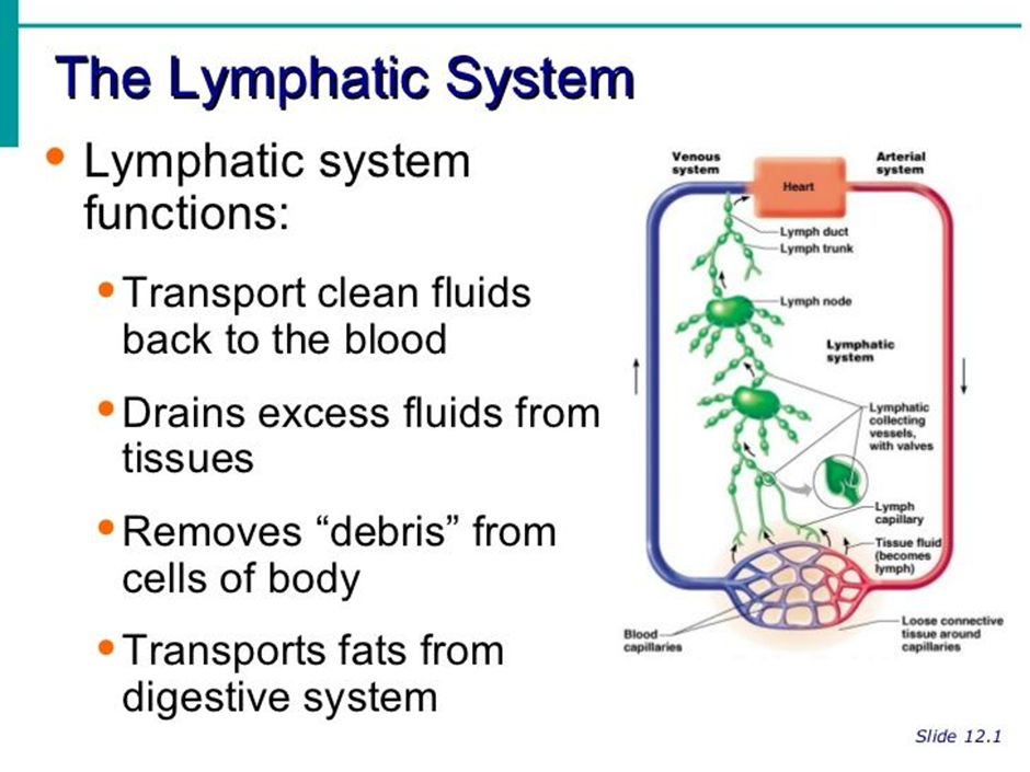 Upgrade Your Immune System – Pkg B – Digital, Group Calls – Virginia ...