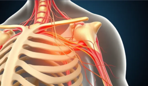 Nerve Plexuses