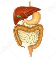 lynn elim systems digestion