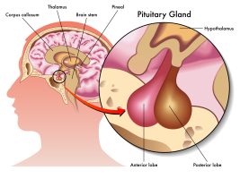 pituitary gland