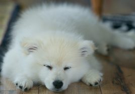 stacey Sleep puppy stacey Sleep puppy